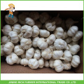 Chinese Fresh Pure White Garlic High Quality 5.5CM Mesh Bag In Carton